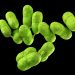 Project to look at 2019 Spanish Listeria outbreak
