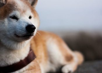 Dogecoin, Chainlink, XRP Price Analysis: 19 July