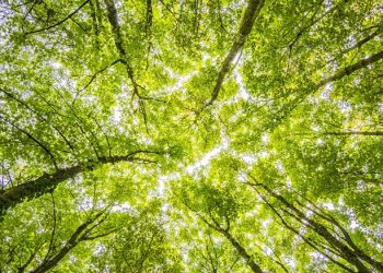 Is ESG a factor? – ETF Stream
