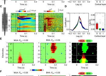 Dissociation of broadband high-frequency activity and neuronal firing in the neocortex