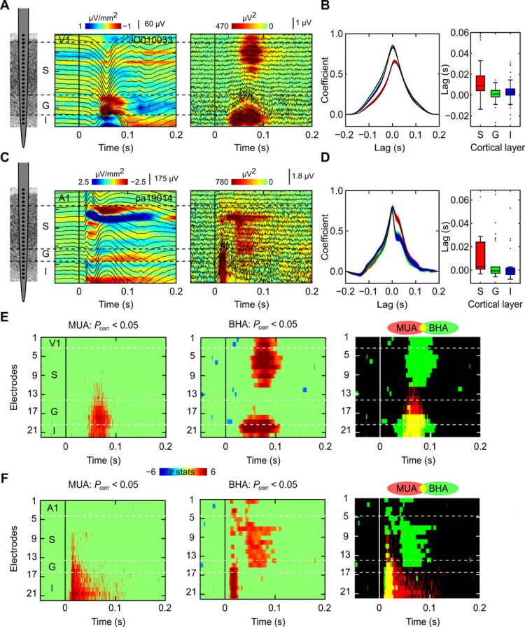 Dissociation of broadband high-frequency activity and neuronal firing in the neocortex