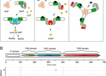 One gene, multiple ecological strategies: A biofilm regulator is a capacitor for sustainable diversity