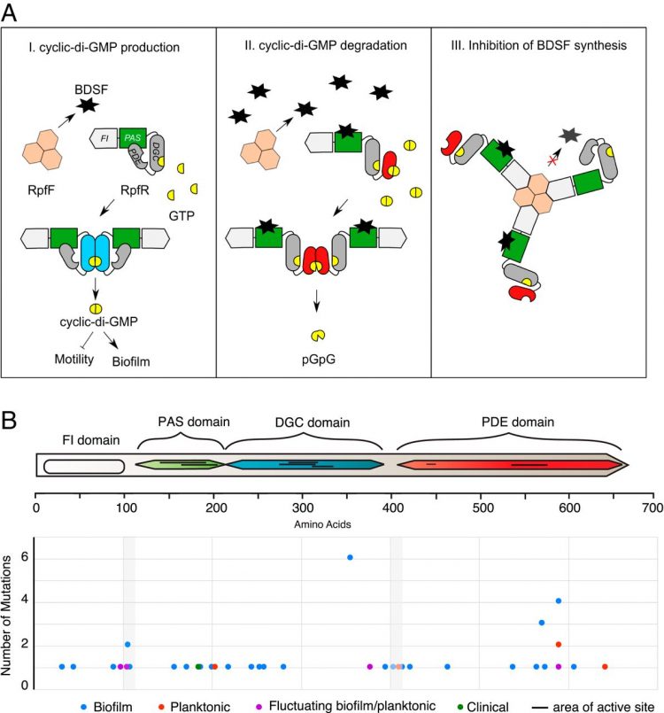 One gene, multiple ecological strategies: A biofilm regulator is a capacitor for sustainable diversity