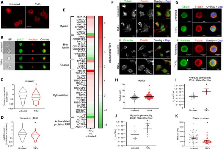 Actomyosin contractility confers mechanoprotection against TNFα-induced disruption of the intervertebral disc