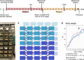 Early-life environmental enrichment generates persistent individualized behavior in mice