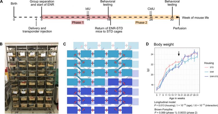 Early-life environmental enrichment generates persistent individualized behavior in mice