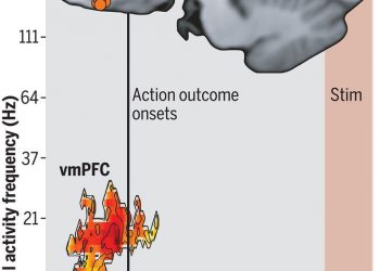 Neural mechanisms resolving exploitation-exploration dilemmas in the medial prefrontal cortex – Science Magazine