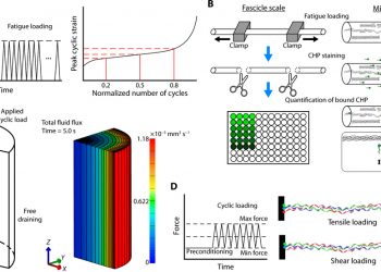 Accumulation of collagen molecular unfolding is the mechanism of cyclic fatigue damage and failure in collagenous tissues