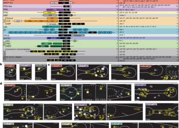 Unique homeobox codes delineate all the neuron classes of C. elegans