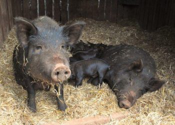 African Swine Fever funding dished out | AG