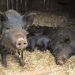 African Swine Fever funding dished out | AG