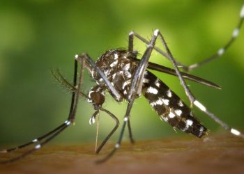 Climate Change impacting local mosquitoes, summer heat | News