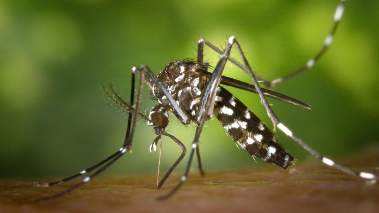 Climate Change impacting local mosquitoes, summer heat | News