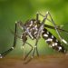 Climate Change impacting local mosquitoes, summer heat | News