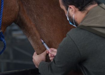 Costa Rica Readies Horse Antibodies for Trials as an Inexpensive COVID-19 Therapy