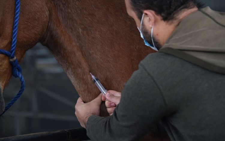 Costa Rica Readies Horse Antibodies for Trials as an Inexpensive COVID-19 Therapy