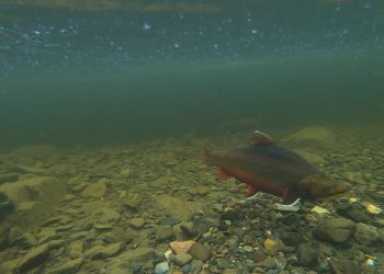 New regulations could protect Moosehead Lake’s shore-spawning brookies