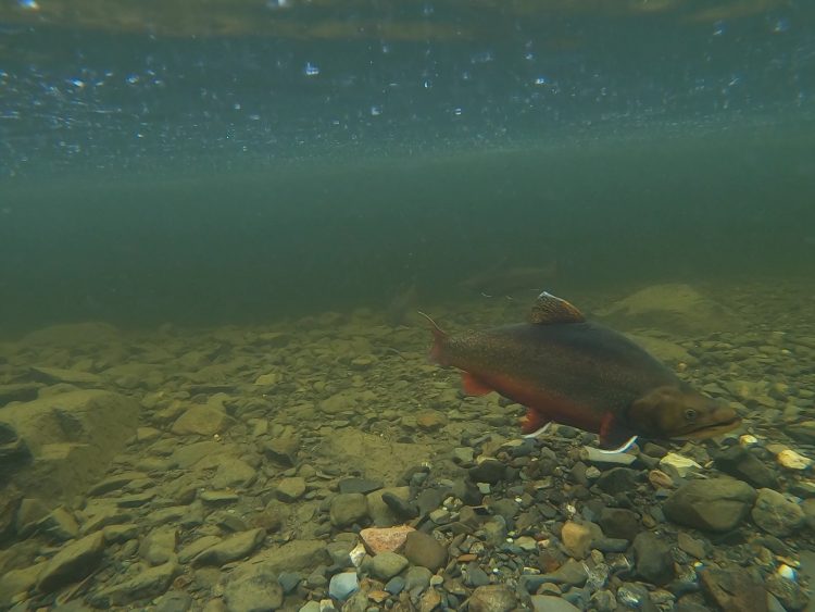 New regulations could protect Moosehead Lake’s shore-spawning brookies