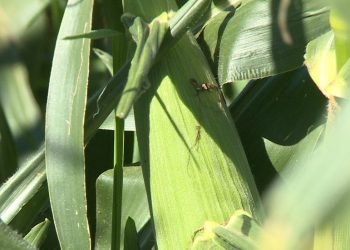 USDA funds precision planter research at K-State