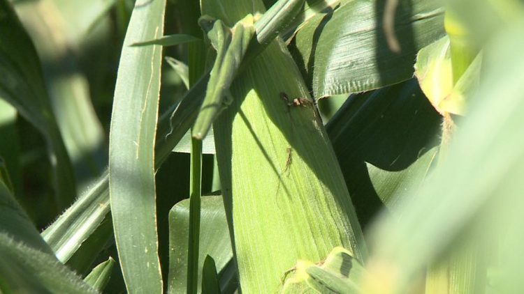 USDA funds precision planter research at K-State