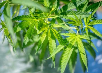 We Found The Best Deals On Vegan-Friendly CBD
