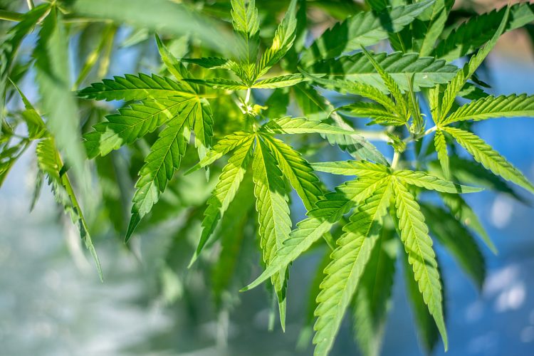 We Found The Best Deals On Vegan-Friendly CBD