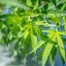 We Found The Best Deals On Vegan-Friendly CBD