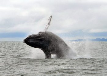 Greater Farallones marine sanctuary eyes southward expansion