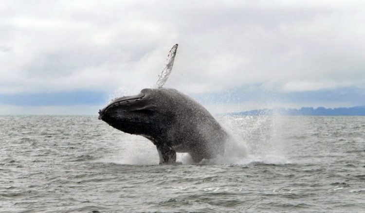 Greater Farallones marine sanctuary eyes southward expansion