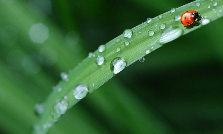 Dogecoin, Ethereum Classic, Bitcoin Cash Price Analysis: 24 August