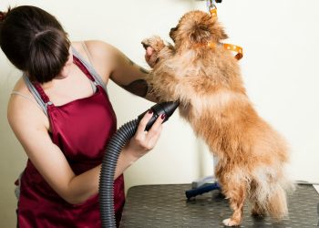Global Pet Grooming Market 2020 Top Manufactures – Spectrum Brands, Coastal Pet Products, Hartz, Jarden Consumer Solutions – NJ MMA News