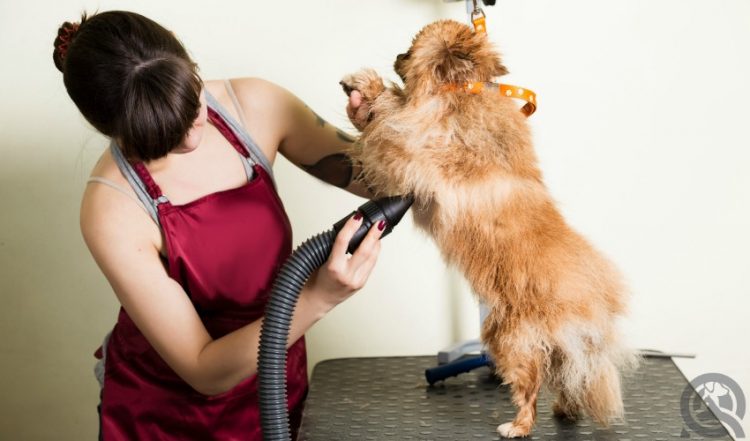 Global Pet Grooming Market 2020 Top Manufactures – Spectrum Brands, Coastal Pet Products, Hartz, Jarden Consumer Solutions – NJ MMA News
