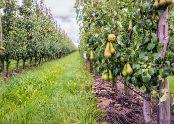 Northwest Fresh Pear Crop Estimate For 2020 Harvest Season Announced