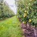Northwest Fresh Pear Crop Estimate For 2020 Harvest Season Announced
