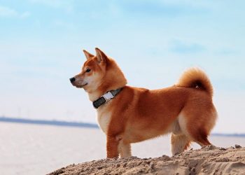 Algorand, Dogecoin, XRP price analysis: 16 August