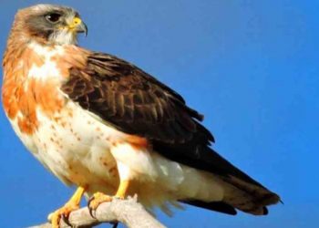 EDF funds Swainson’s Hawk initiative in California – reNews