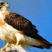 EDF funds Swainson’s Hawk initiative in California – reNews