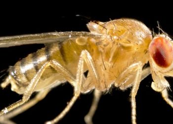 USDA grants to fund studies of plant viruses, insecticides