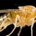 USDA grants to fund studies of plant viruses, insecticides