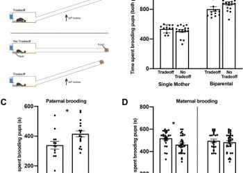Paternal deprivation impairs social behavior putatively via epigenetic modification to lateral septum vasopressin receptor