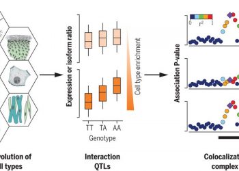 Cell type–specific genetic regulation of gene expression across human tissues