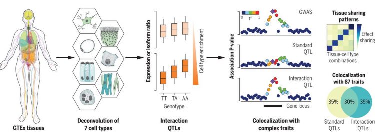 Cell type–specific genetic regulation of gene expression across human tissues