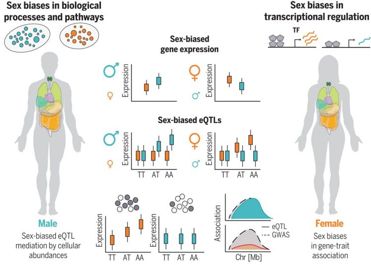 The impact of sex on gene expression across human tissues