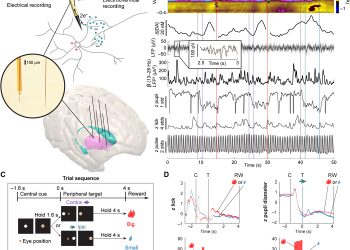Dopamine and beta-band oscillations differentially link to striatal value and motor control