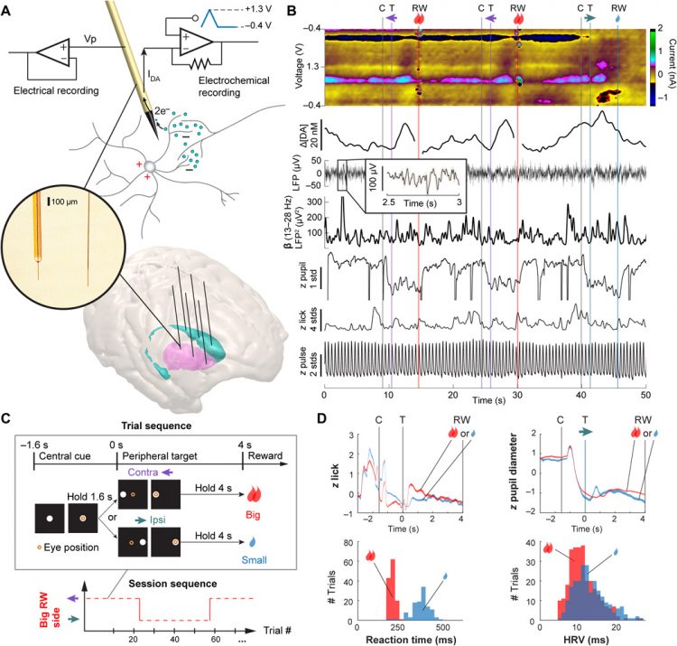 Dopamine and beta-band oscillations differentially link to striatal value and motor control