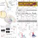 Dopamine and beta-band oscillations differentially link to striatal value and motor control