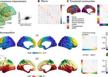 Shaping brain structure: Genetic and phylogenetic axes of macroscale organization of cortical thickness