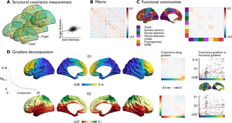 Shaping brain structure: Genetic and phylogenetic axes of macroscale organization of cortical thickness