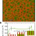 Giant electrochemical actuation in a nanoporous silicon-polypyrrole hybrid material