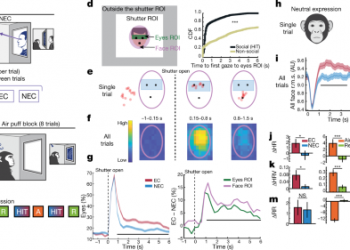 Shared yet dissociable neural codes across eye gaze, valence and expectation
